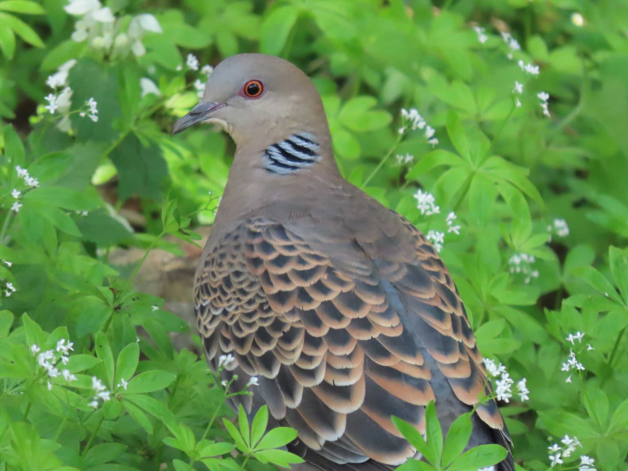 Oriental Turtle Dove