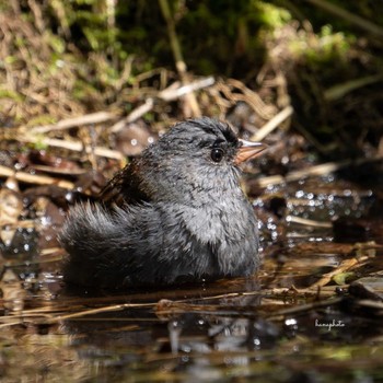 Grey Bunting 北海道 Mon, 5/16/2022