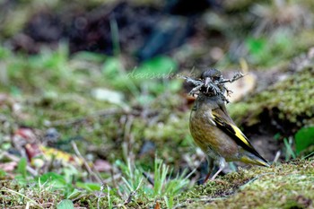 Grey-capped Greenfinch 広島県 広島城 Sun, 5/15/2022