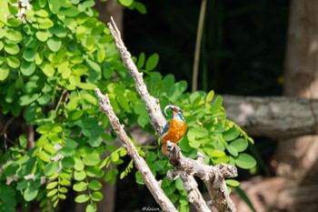 カワセミ 東京港野鳥公園 2022年5月8日(日)