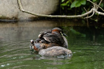 2022年5月15日(日) 薬師池公園の野鳥観察記録