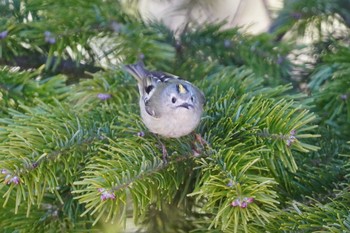 キクイタダキ 旭山記念公園 2022年4月16日(土)