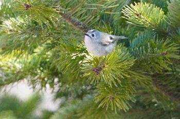 Goldcrest Asahiyama Memorial Park Sat, 4/16/2022