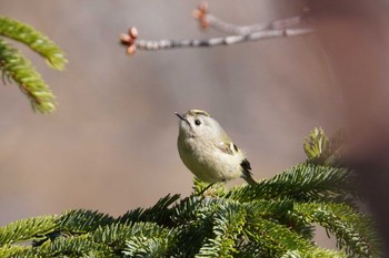 Goldcrest Asahiyama Memorial Park Sat, 4/16/2022