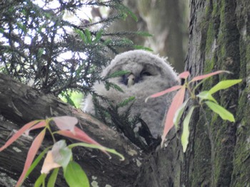 Ural Owl 野木神社(栃木県) Sat, 5/21/2022