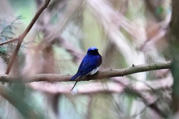 Blue-and-white Flycatcher 箕面山 Sat, 5/21/2022