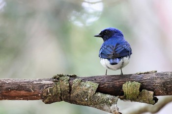 Blue-and-white Flycatcher 箕面山 Sat, 5/21/2022