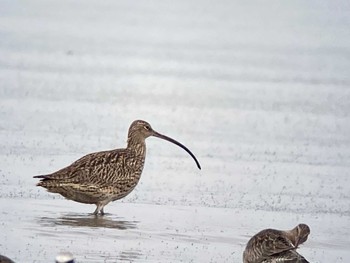 Far Eastern Curlew Daijugarami Higashiyoka Coast Mon, 5/16/2022