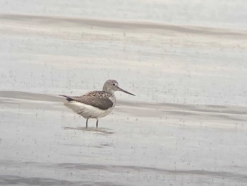 Nordmann's Greenshank Daijugarami Higashiyoka Coast Mon, 5/16/2022