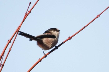 Sun, 12/17/2017 Birding report at 四季の森公園(横浜市緑区)