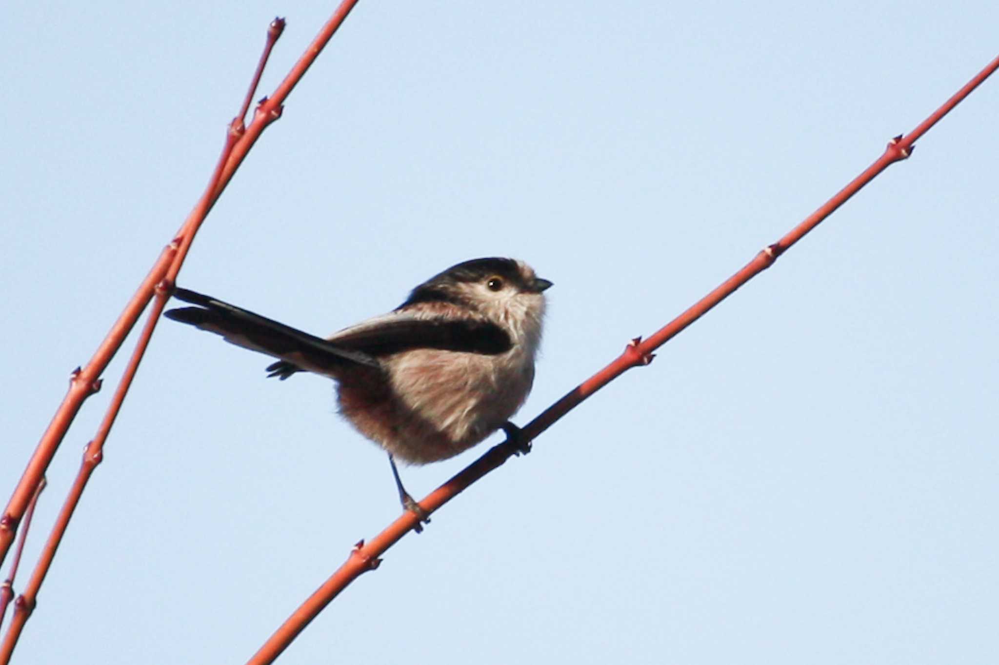 Long-tailed Tit