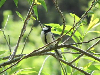 Mon, 5/2/2022 Birding report at 泉の森公園