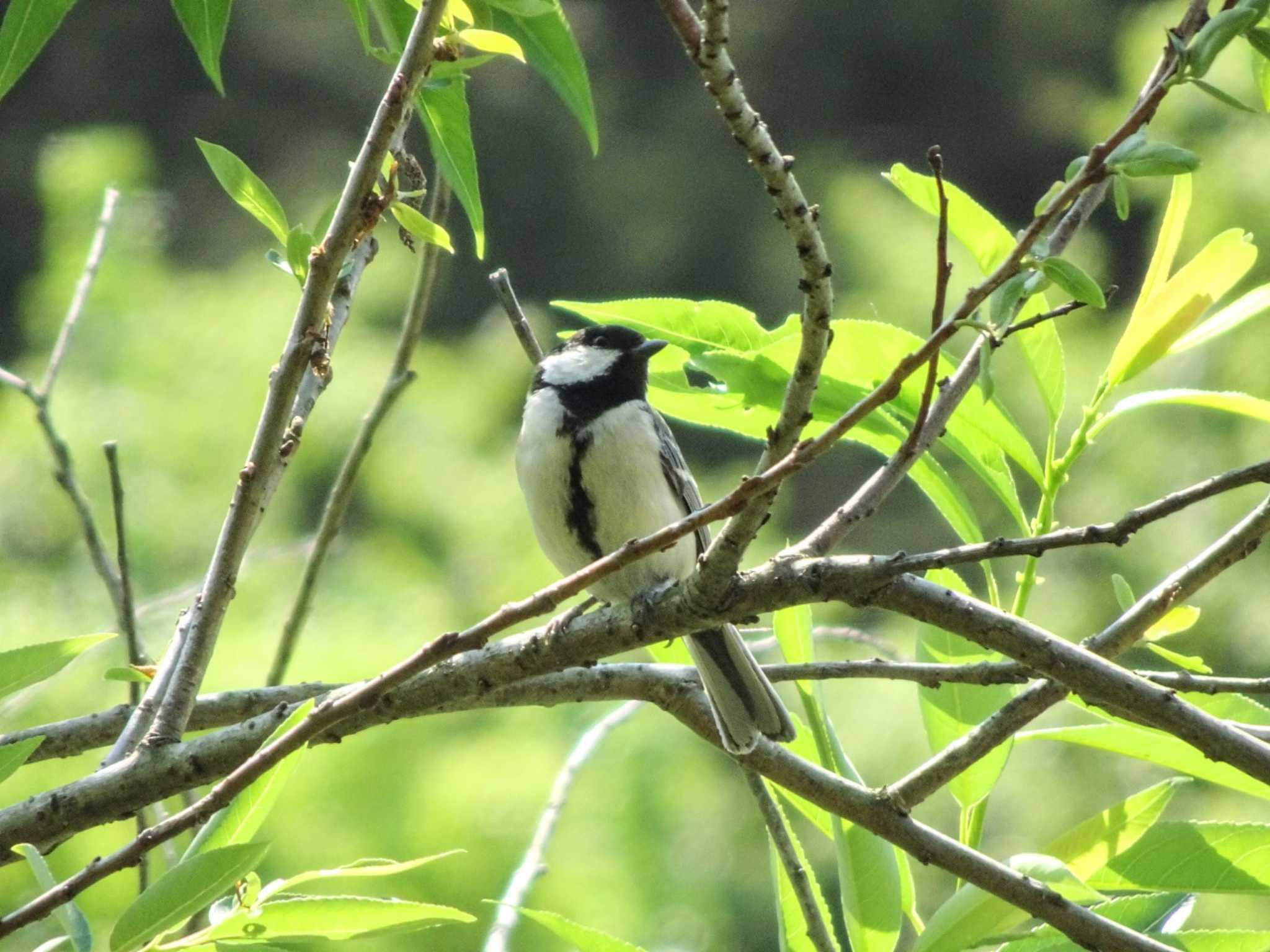 シジュウカラ