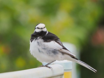 2022年5月15日(日) 菅田いでと公園の野鳥観察記録