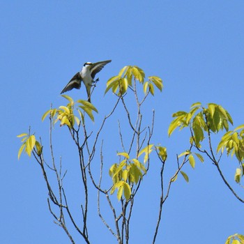 Ashy Minivet Unknown Spots Thu, 5/5/2022