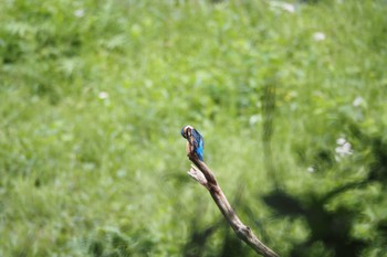 カワセミ 四季の森公園 2022年5月15日(日)