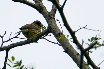 アオジ 前田森林公園(札幌市) 2022年5月21日(土)