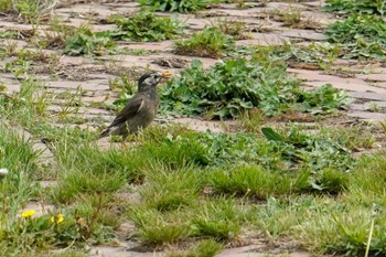 ムクドリ 前田森林公園(札幌市) 2022年5月21日(土)