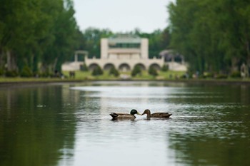 マガモ 前田森林公園(札幌市) 2022年5月21日(土)