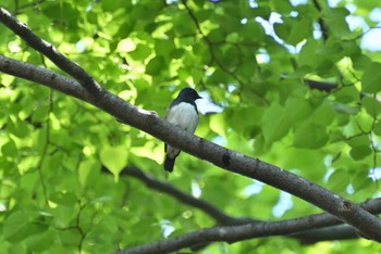 Blue-and-white Flycatcher 豊平公園(札幌市) Mon, 5/16/2022