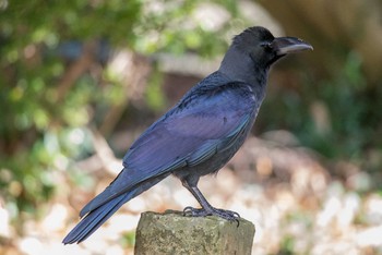 Large-billed Crow