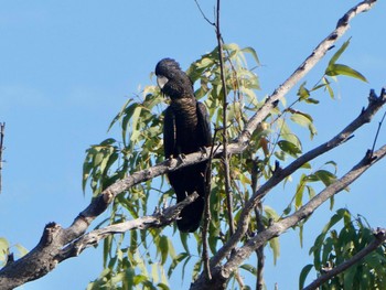 Red-tailed Black Cockatoo Kakadu National Park Fri, 5/21/2021