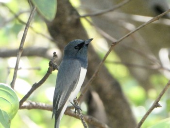 Leaden Flycatcher Kakadu National Park Fri, 5/21/2021