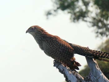 Pheasant Coucal