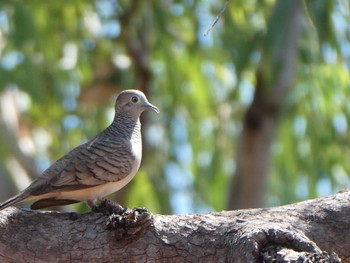 オーストラリアチョウショウバト カカドゥ国立公園 2021年5月21日(金)