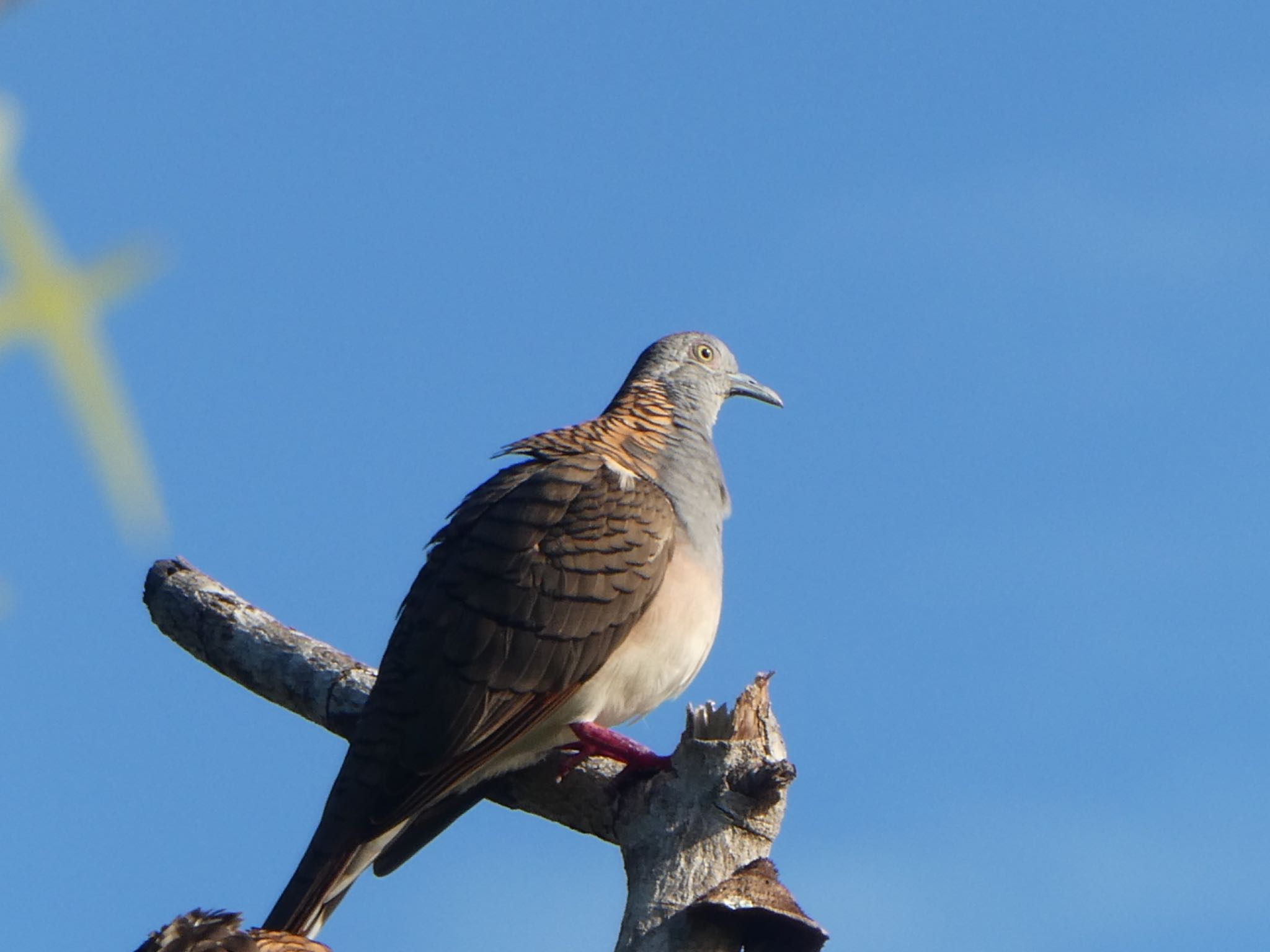 Photo of Bar-shouldered Dove at Kakadu National Park by Maki
