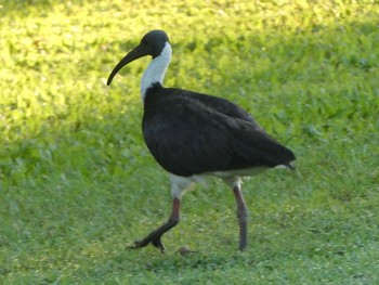 ムギワラトキ カカドゥ国立公園 2021年5月21日(金)