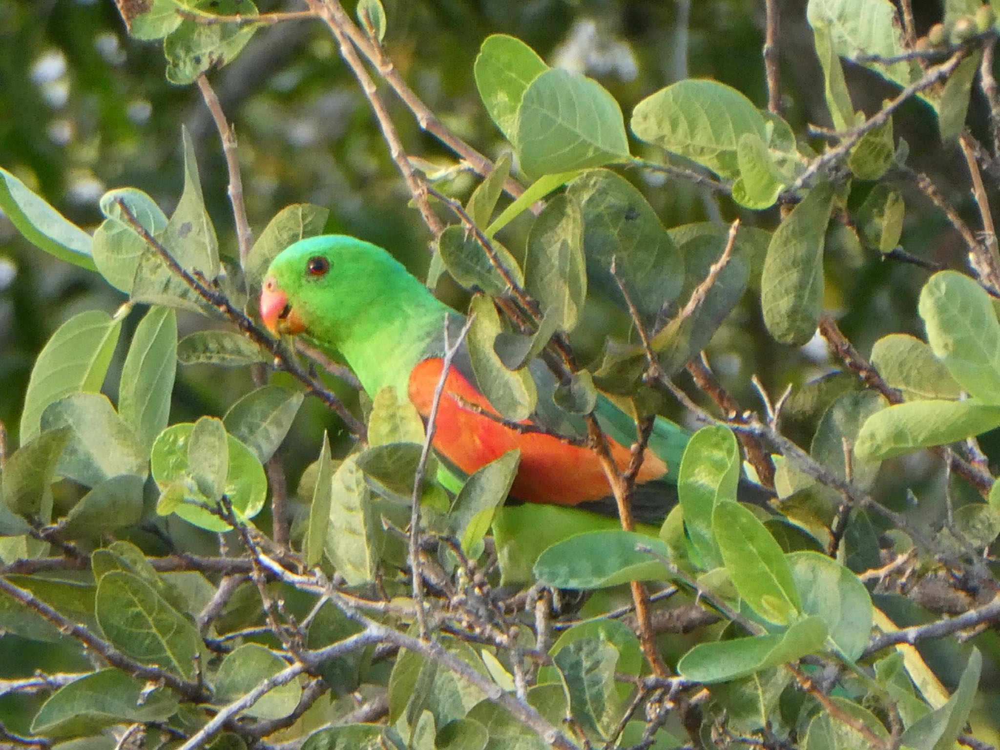 Photo of Red-winged Parrot at Kakadu National Park by Maki