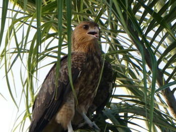 Whistling Kite Kakadu National Park Thu, 5/20/2021