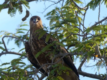 Whistling Kite Kakadu National Park Thu, 5/20/2021