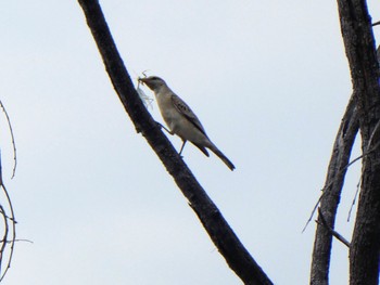 White-winged Triller Kakadu National Park Wed, 5/19/2021