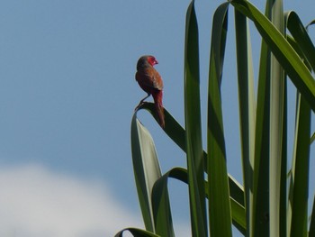 Crimson Finch Kakadu National Park Wed, 5/19/2021