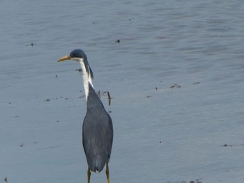 ムナジロクロサギ カカドゥ国立公園 2021年5月19日(水)