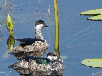 アオマメガン カカドゥ国立公園 2021年5月19日(水)