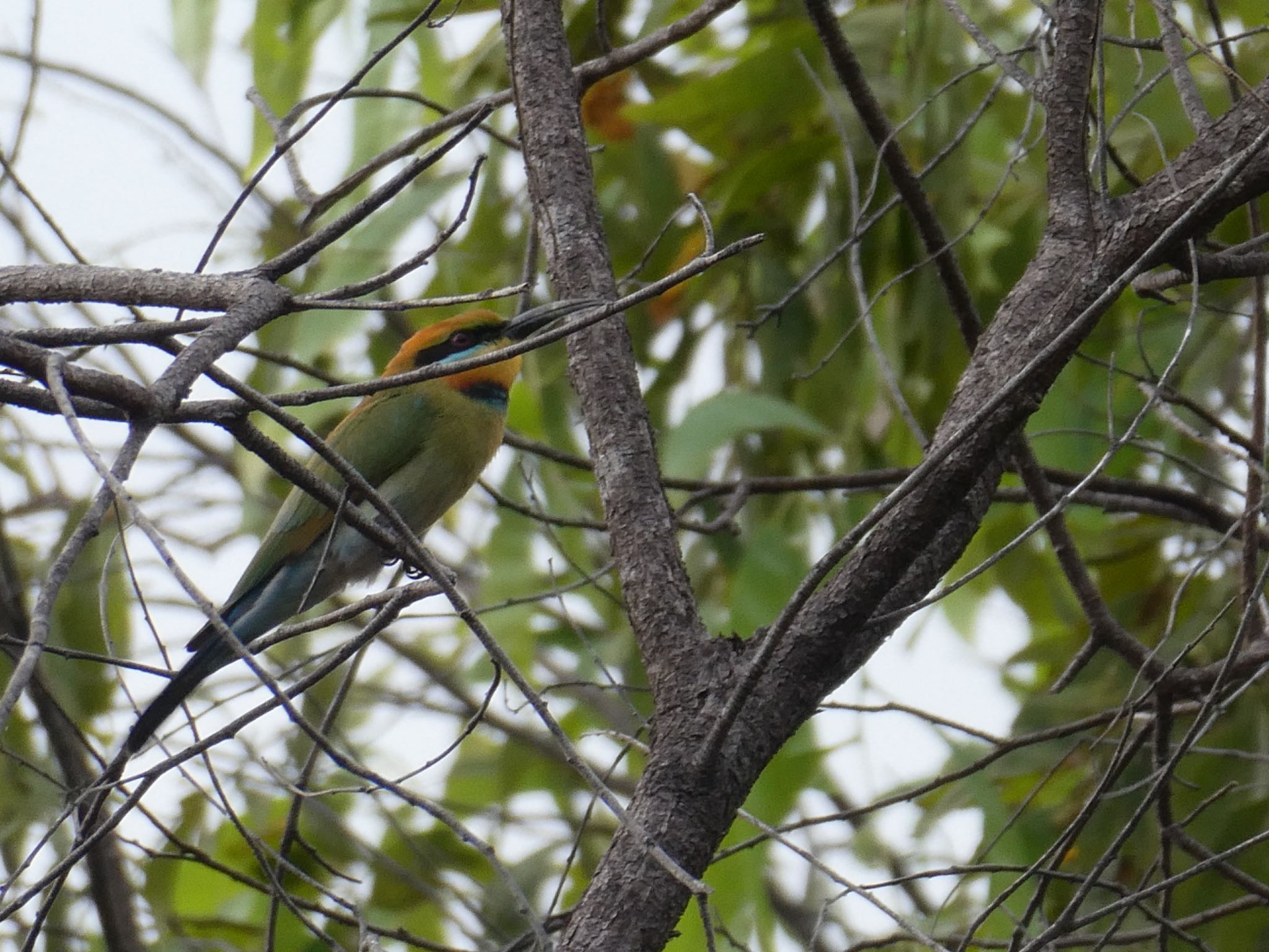 Photo of Rainbow Bee-eater at Kakadu National Park by Maki