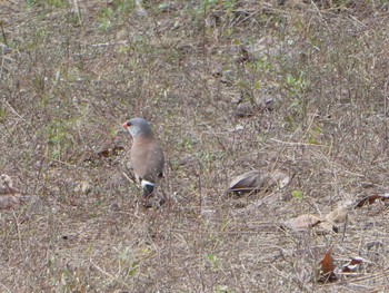 Long-tailed Finch