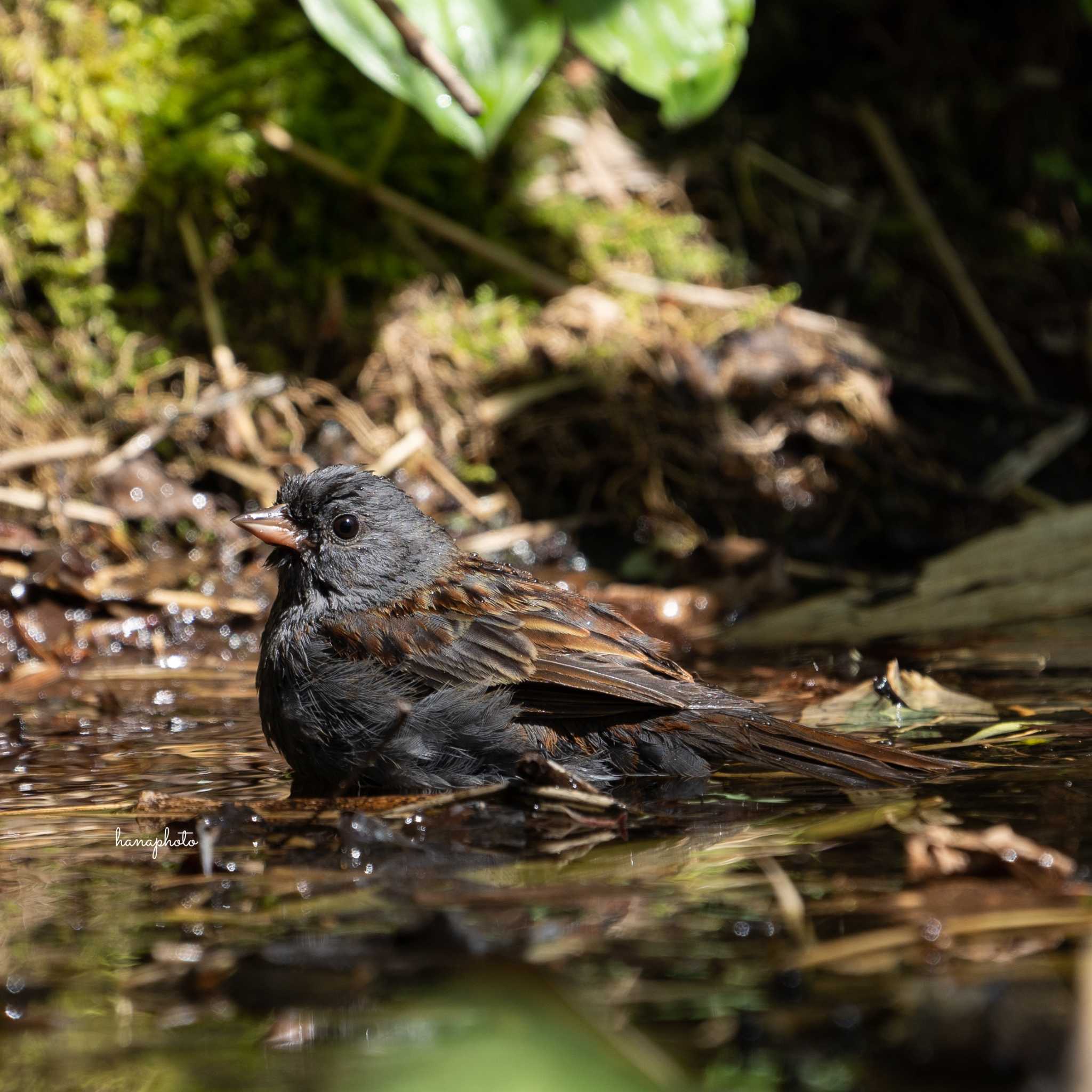 Photo of Grey Bunting at 北海道 by hana