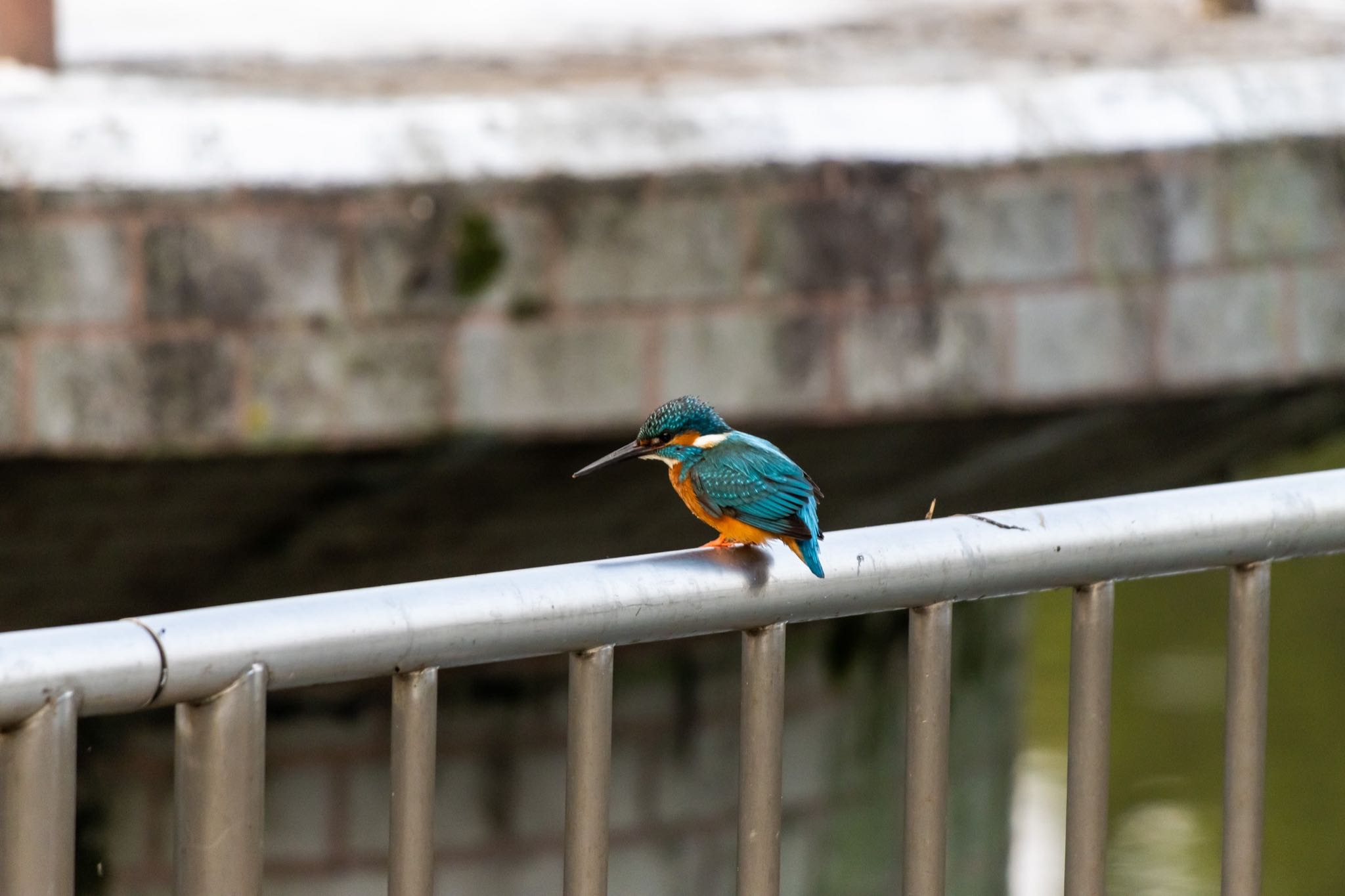 Photo of Common Kingfisher at Satake Park by 28 ICHIRIKI