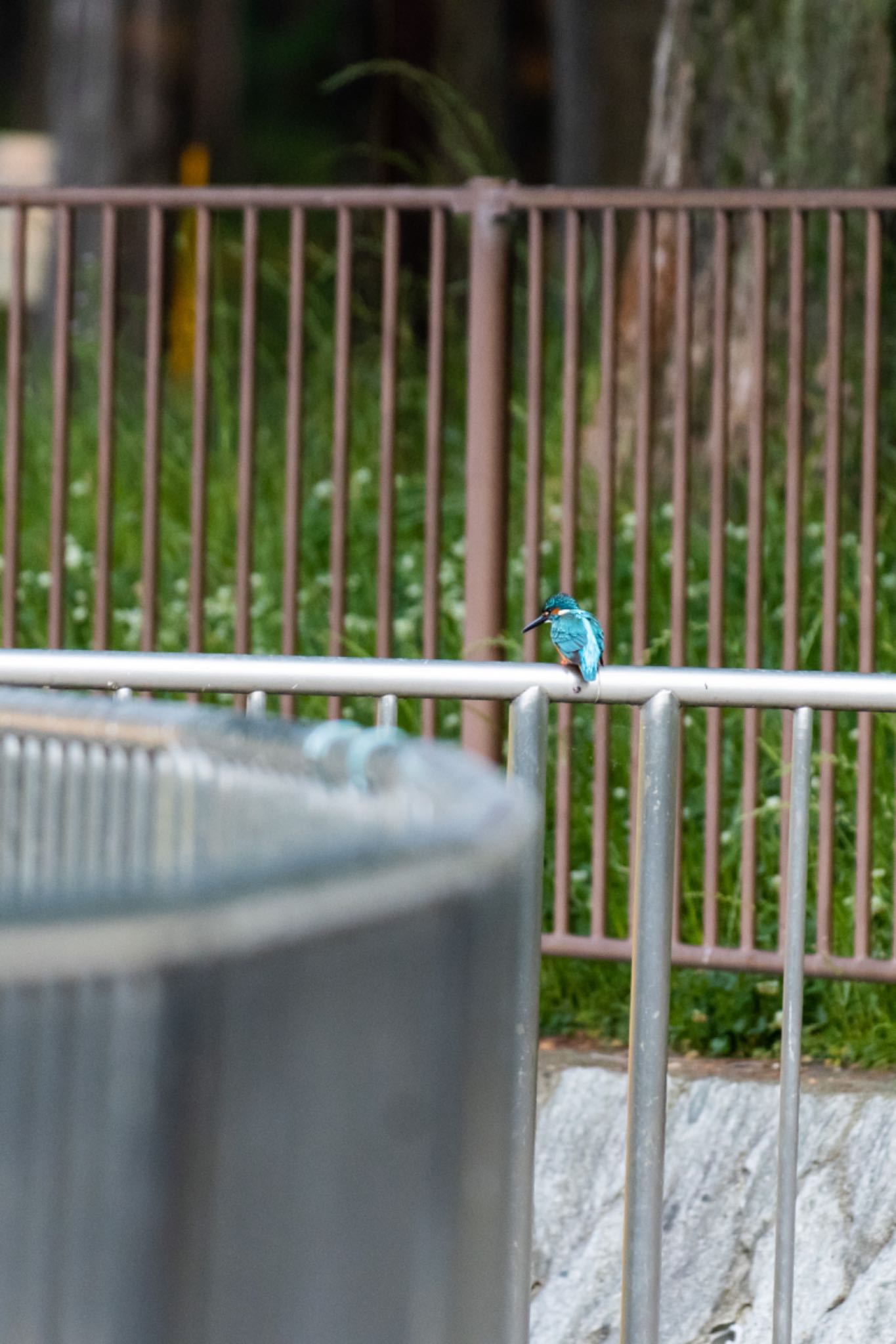 Photo of Common Kingfisher at Satake Park by 28 ICHIRIKI