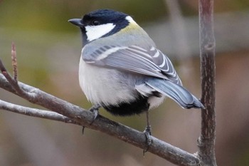 Japanese Tit 青葉公園(千歳市) Sun, 4/17/2022