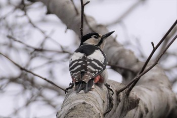 Great Spotted Woodpecker 青葉公園(千歳市) Sun, 4/17/2022