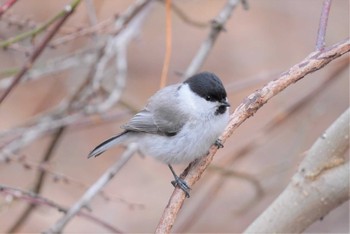 Marsh Tit 青葉公園(千歳市) Sun, 4/17/2022