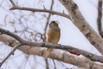 Grey-capped Greenfinch 青葉公園(千歳市) Sun, 4/17/2022