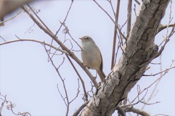 Japanese Bush Warbler 青葉公園(千歳市) Sun, 4/17/2022