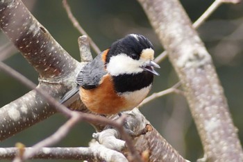 Varied Tit 青葉公園(千歳市) Sun, 4/17/2022