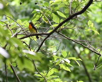 キビタキ 舞岡公園 2022年5月22日(日)